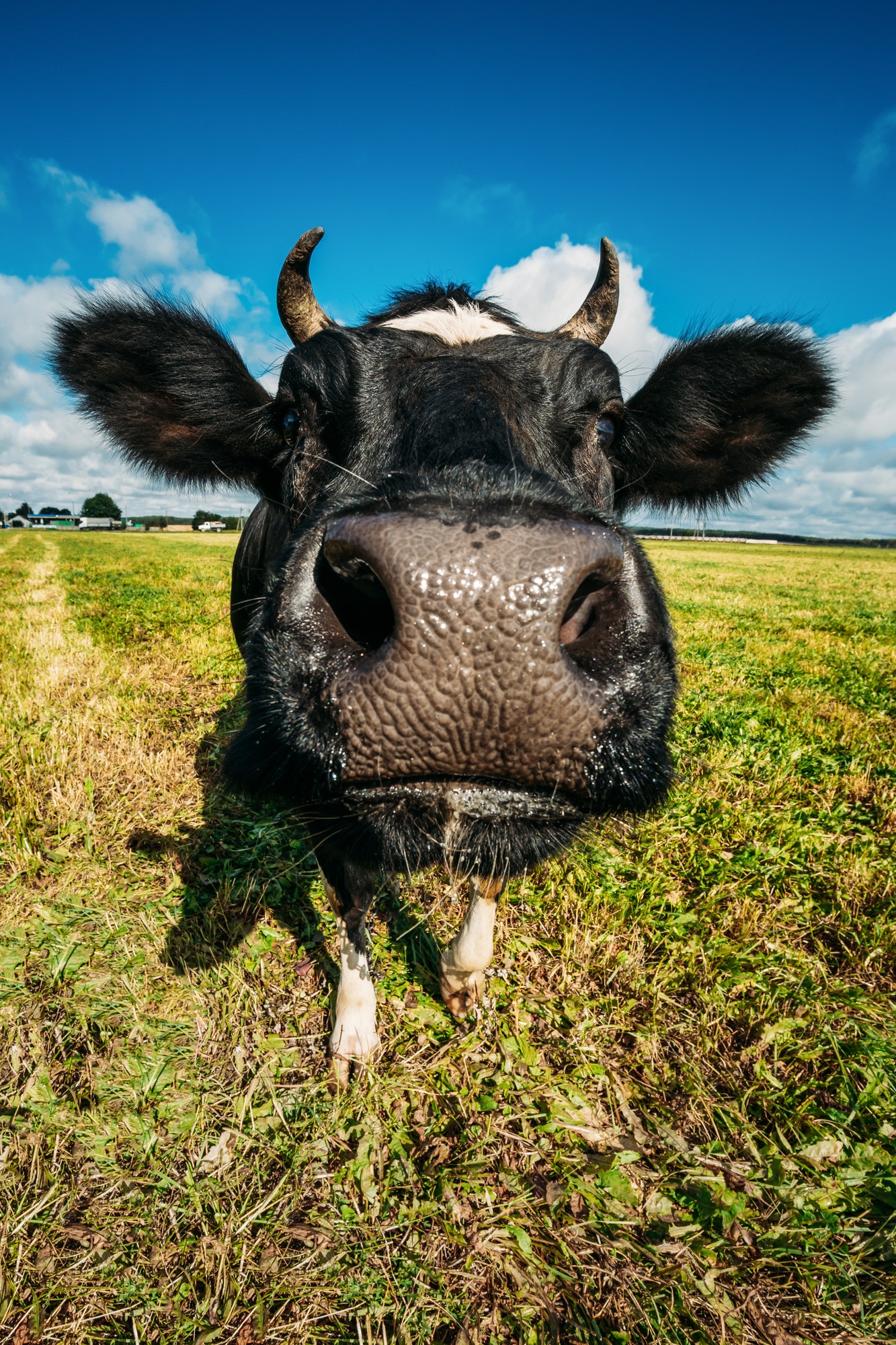 Close Up Of Cow In Meadow Or Field With Green Grass In Mouth. Co