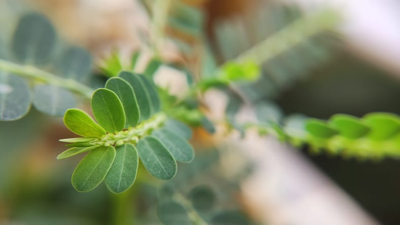 herbe-sante-anform-graine-bas-feuille-phyllanthus-amarus