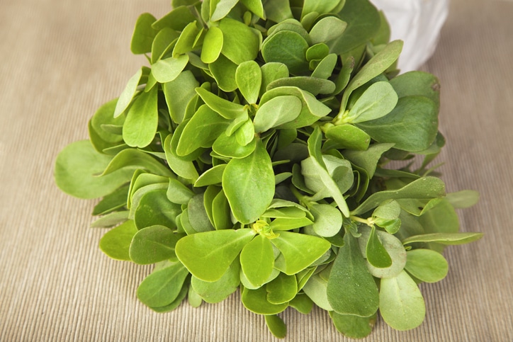 herbe-sante-anform-pourpier-portulaca-oleracea