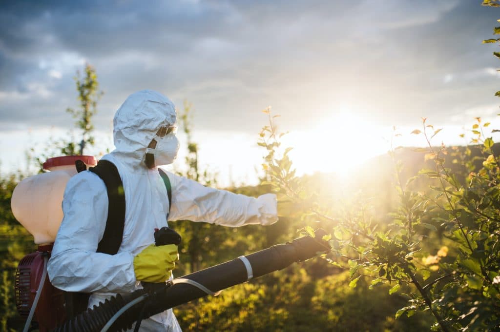 A farmer outdoors in orchard at sunset, using pesticide chemicals