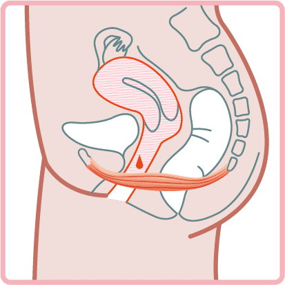 schema flux instictif muscle perinee