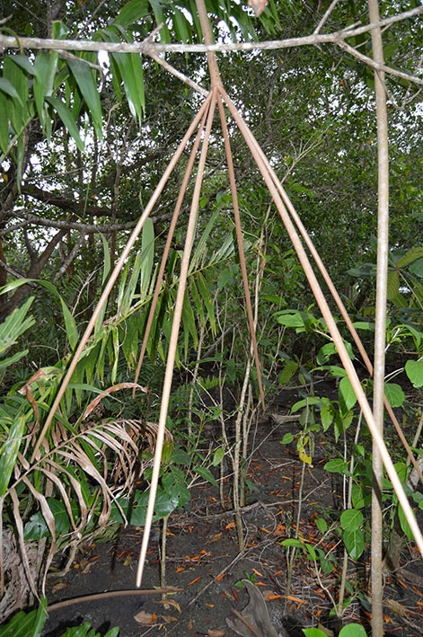 racines aériennes de palétuvier mangrove anform magazine sante