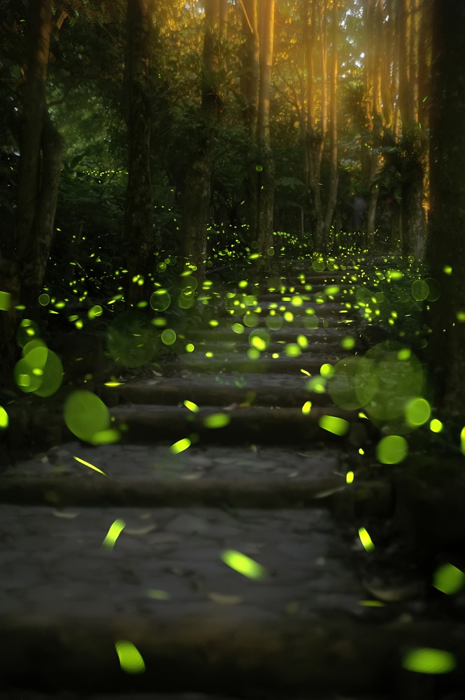 insectes lumineux (luciole, tac-tac) dans la forêt vacances