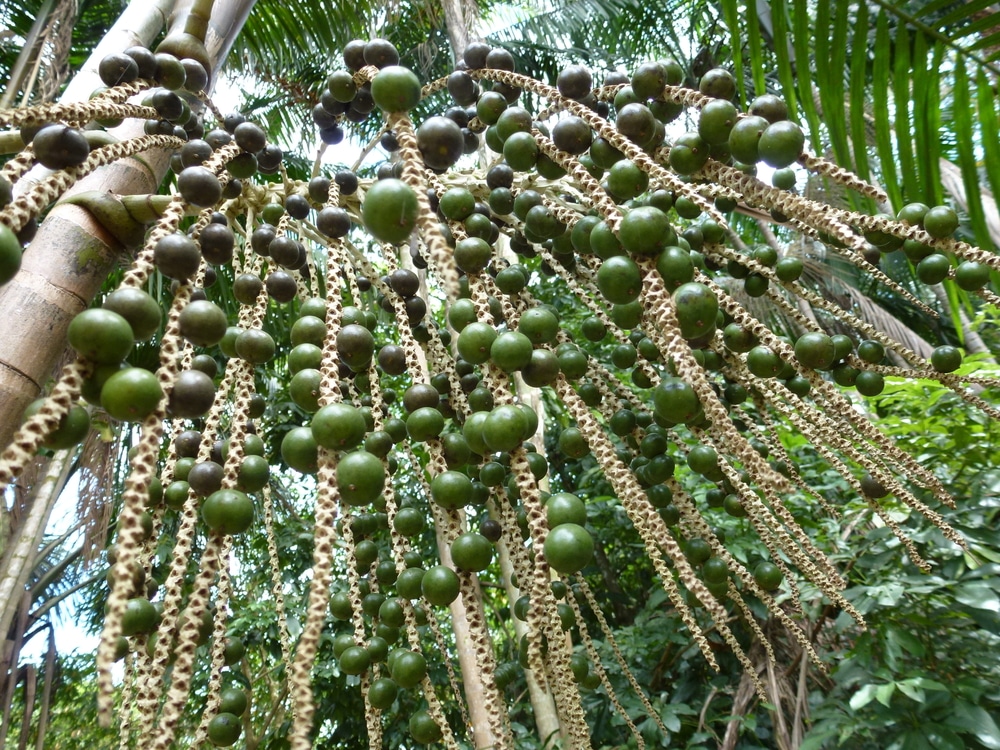 Le wassaï anti-oxydant baie arbre palmier recette