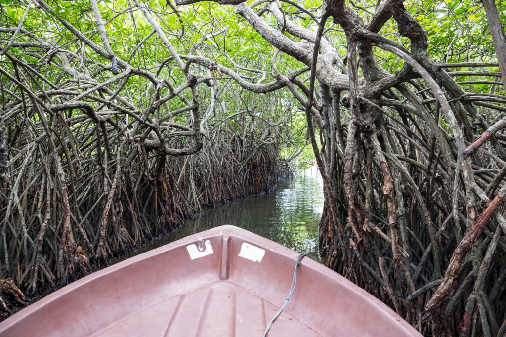 mangrove moustique
