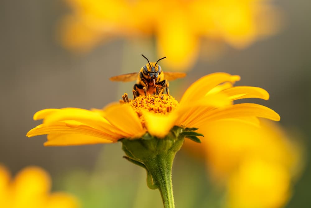 Les bienfaits des produits de la ruche : le venin d'abeille 